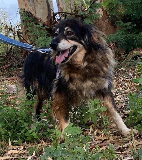SALLY dolce cagnolina taglia media cerca adozione a Latina Foto 2